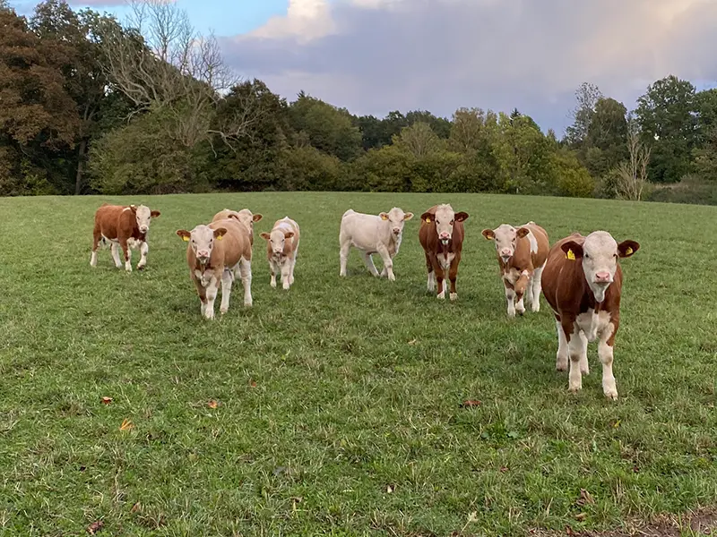 Lantbruk Effektiv kalvuppfödning Izy feeder Izy washer